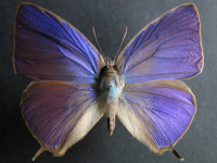 Arhopala centaurus centaurus - Adult